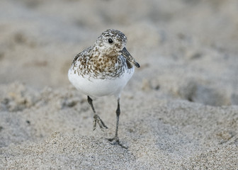 Sanderling foraging on a Lake Huron beach