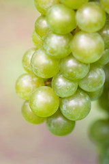 Ripe orgenic white wine grape in the vineyard ready to harvest and wine productuin