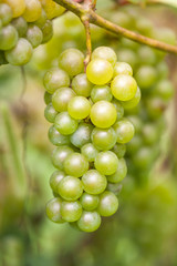 Ripe orgenic white wine grape in the vineyard ready to harvest and wine productuin