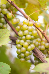 Ripe orgenic white wine grape in the vineyard ready to harvest and wine productuin