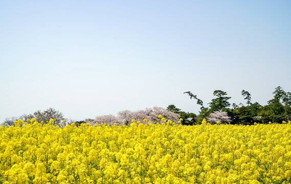 菜の花　長崎鼻