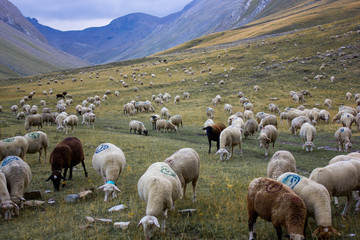 Flock of Sheeps in the Landscape of at Alpes-de-Haute-Provence, France