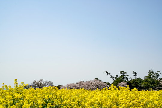 菜の花　長崎鼻