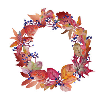  Watercolor autumn wreath with autumn leaves and grapes. Stock Illustration on white background