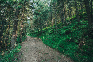Fototapeta premium a nature tree . pathway in the forest with sunlight backgrounds.