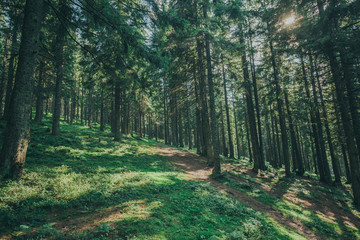 a nature tree . pathway in the forest with sunlight backgrounds.