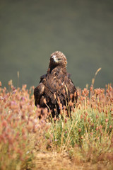 Golden eagle (Aquila chrysaetos) perched on the field floor
