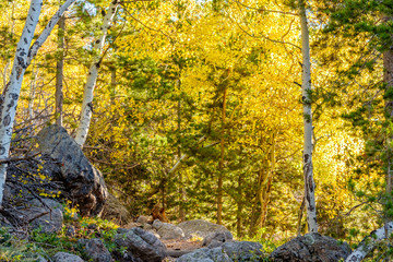 Obraz premium Aspen grove at autumn in Rocky Mountains