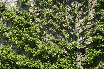 Fototapeta na wymiar Tree fanning out on sone wall garden pattern
