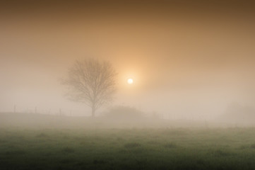 Fototapeta na wymiar Morning Mists 