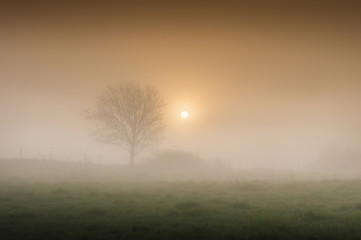 Fototapeta premium Morning Mists 