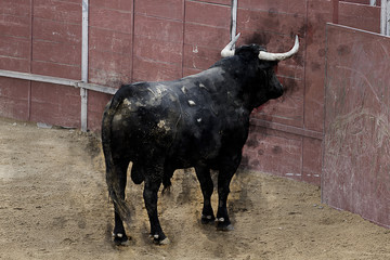 Watercolor, Bullfight. Fighting bull picture from Spain. Black bull