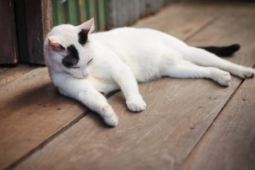 Cute Black and White cat sitting on the wooden floor and relax around the house.Cats lover