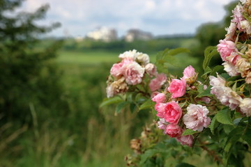 Kwitnące różowe kwiaty dzikiej róży na krzewie, część lekko nieostra,  z bliska, park, w tle, rozmyta, zieleń, trawiasta łąka i zabudowania - obrazy, fototapety, plakaty