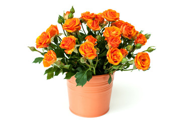 Bouquet of red roses on white.