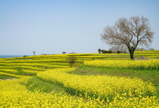 菜の花　長崎鼻