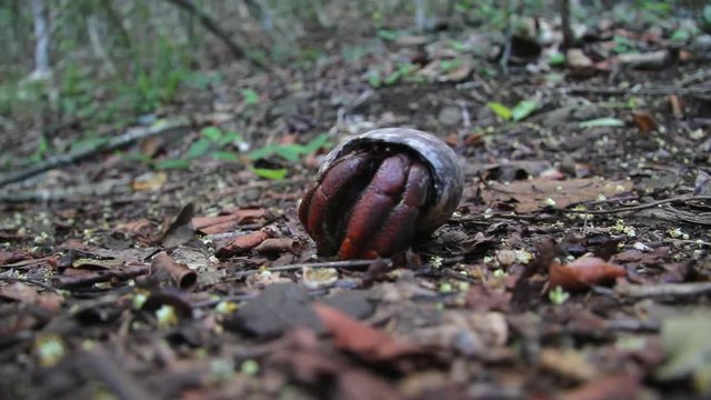 Hermit crab in a forest on the Dutch Caribbean island of Sint Eustatius
