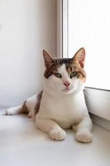 Adorable white tabby cat with green eyes is sitting near to the window and looking into the camera, front view.