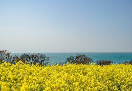 菜の花　長崎鼻