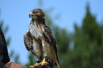 bird of prey