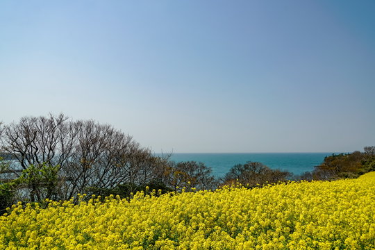菜の花　長崎鼻