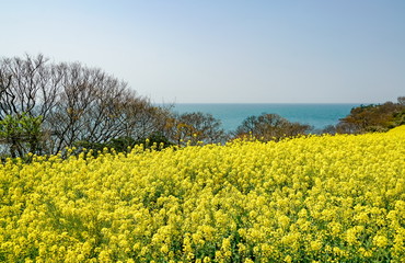 Obraz premium 菜の花 長崎鼻