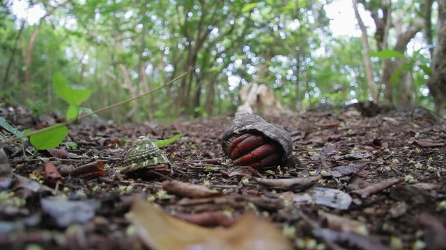 Hermit crab in a forest on the Dutch Caribbean island of Sint Eustatius