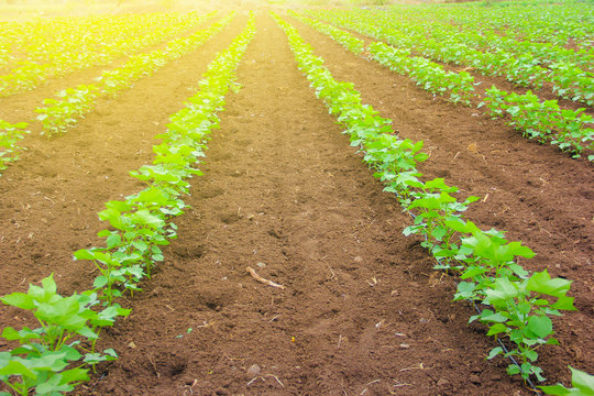 Cotton Field