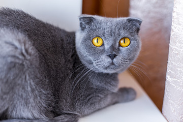 Scottish cat with yellow eyes