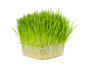 Fresh grass for cats in plastic box isolated on white