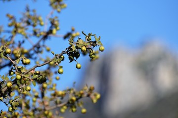 North Cyprus nature