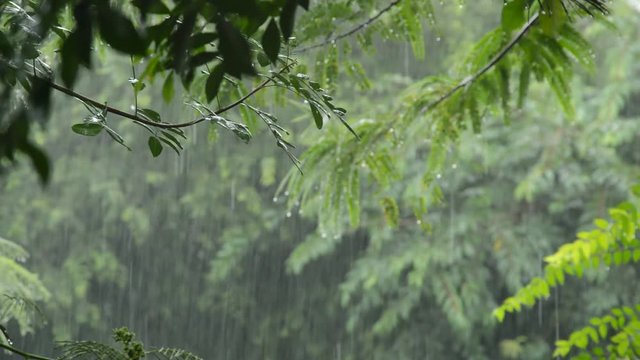 hard rain falling on tree in garden