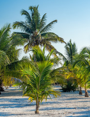 Obraz premium A grove of young palm trees in the sand