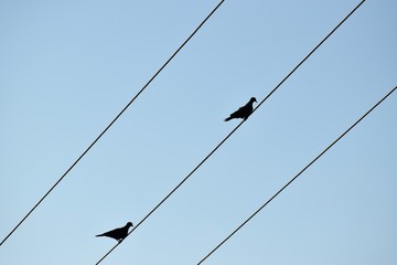 Birds on the electric line 