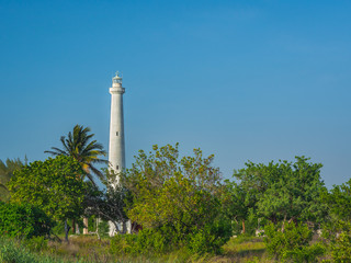 A white lighthouse rising out of tropical vegetation