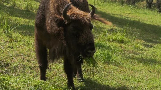 Bisons -aurochs- grazing in a meadow