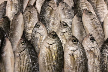 Obraz premium Freshly caught dorads at a fish market in Croatia. Delicacy.
