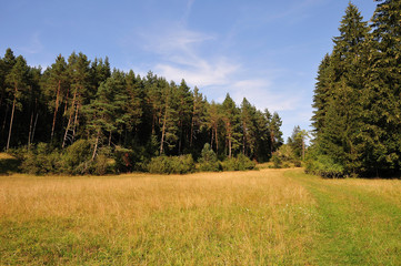 summer landscape with dry grass and forest