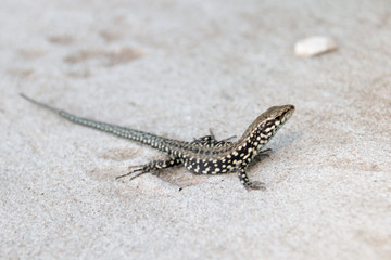 Close-up of a small spotted lizard sunbathing on the beach of the Adriatic Sea in Croatia.