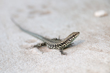 Close-up of a small spotted lizard sunbathing on the beach of the Adriatic Sea in Croatia.