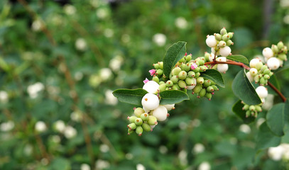 white fruits of a common snowberry