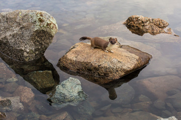 a stoat sitting on a stone that reflects in a mountain lake