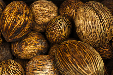 choice of tuberous plants