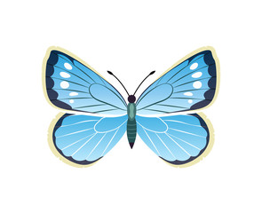 Morpho Peleides Blue Butterfly Vector Illustration