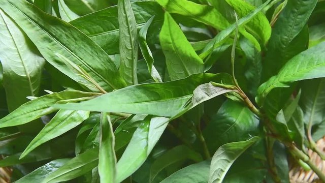 Vietnamese Coriander rotation

