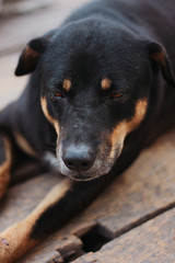 Portrait of a black dog sitting on the terrace of house.Thai dogs