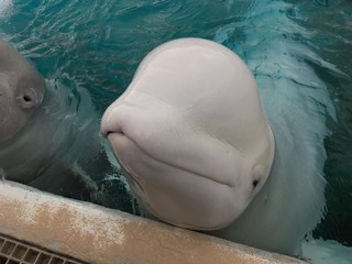 Fototapeta premium bieługa