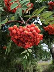 Red rowan tree with ripe red berries in the focus. Wallpaper in the autumn style. Autumn harvest time.