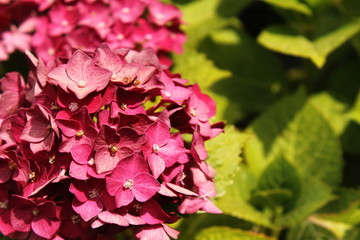 Purple hydrangea background, space for copy