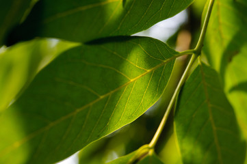 Zielone liście  © Maksymilian